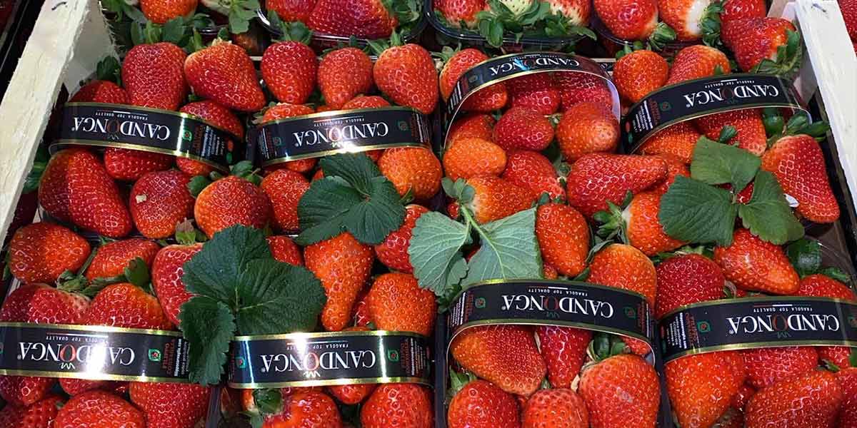 Inizia la bella stagione, consumi di fragole e meloni in aumento